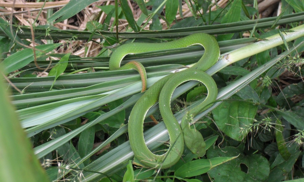 Đắp thuốc lá, cắt lể khi bị rắn cắn: Sai lầm có thể cướp đi mạng sống